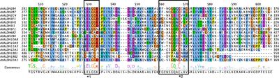 Comparative genomic analysis of the aldehyde dehydrogenase gene superfamily in Arabidopsis thaliana – searching for the functional key to hypoxia tolerance